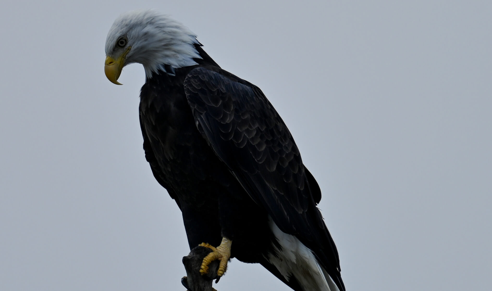 Wildlife Photography on Washington's Evergreen Coast: Where Nature Steals the Spotlight Wildlife Photography on Washington's Evergreen Coast: Where Nature Steals the Spotlight