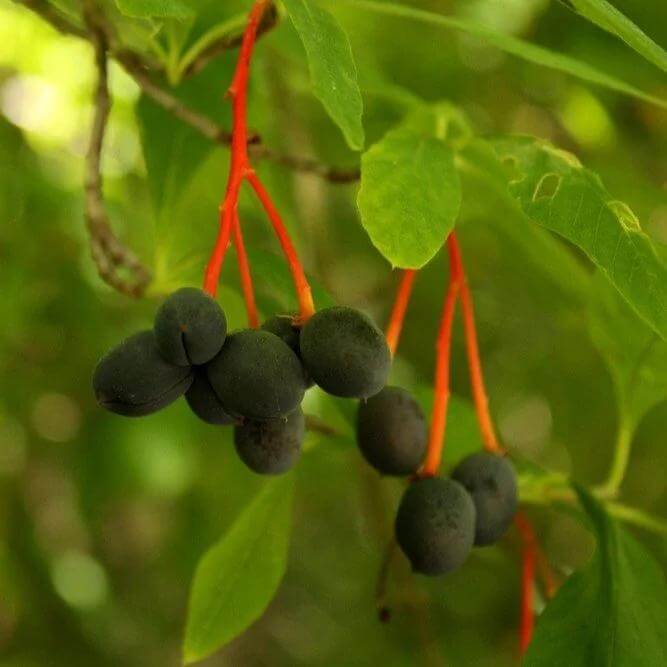 Foraging on Washington’s Evergreen Coast: Discovering the Wild Foods of Pacific County