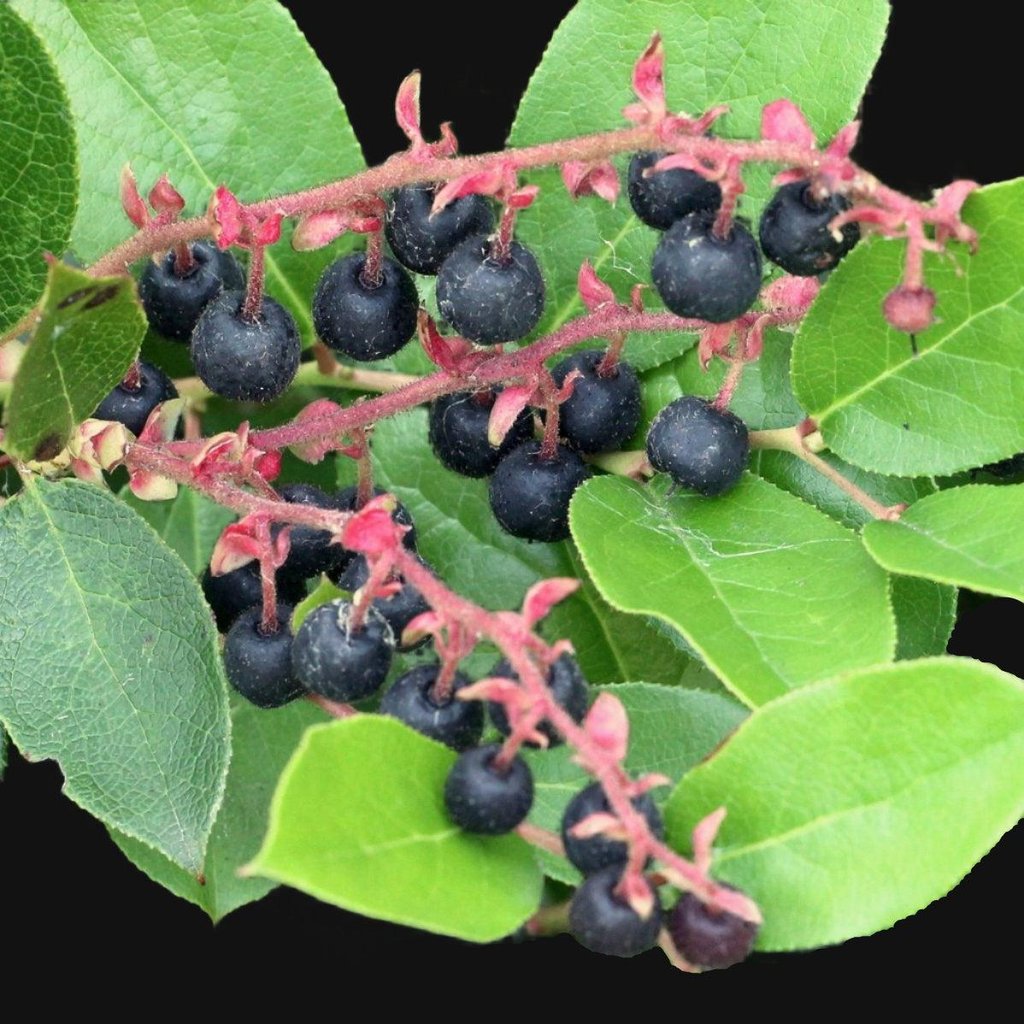 Foraging on Washington’s Evergreen Coast: Discovering the Wild Foods of Pacific County