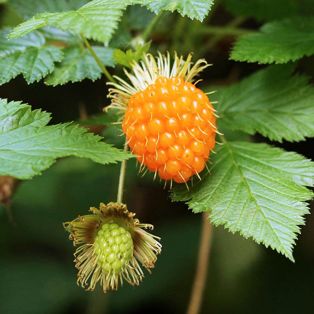 Foraging on Washington’s Evergreen Coast: Discovering the Wild Foods of Pacific County