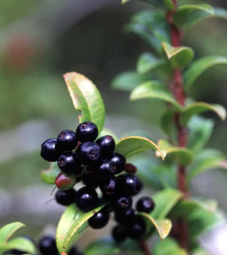 Foraging on Washington’s Evergreen Coast: Discovering the Wild Foods of Pacific County