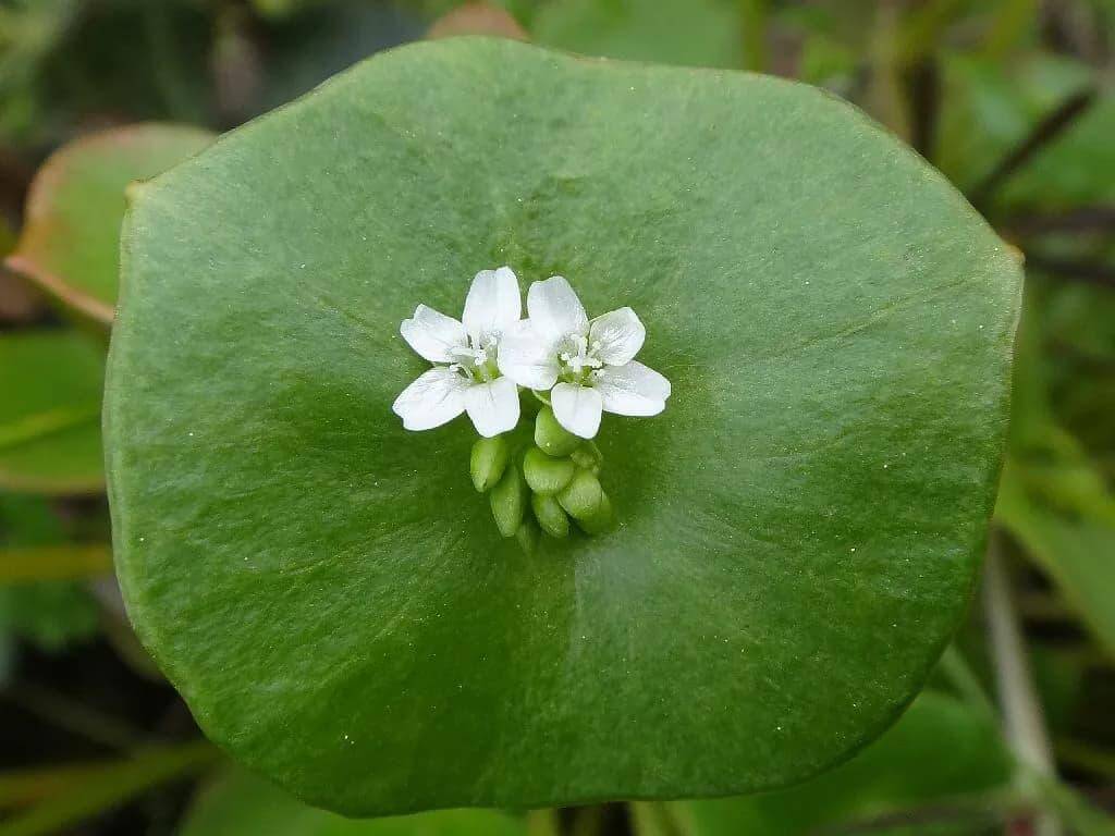Foraging on Washington’s Evergreen Coast: Discovering the Wild Foods of Pacific County