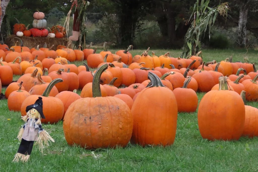 Hauntoween on Washington’s Evergreen Coast: Halloween Events & Fall Fun for 2026